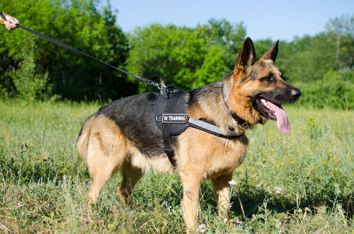 Good German Shepherd Harness UK